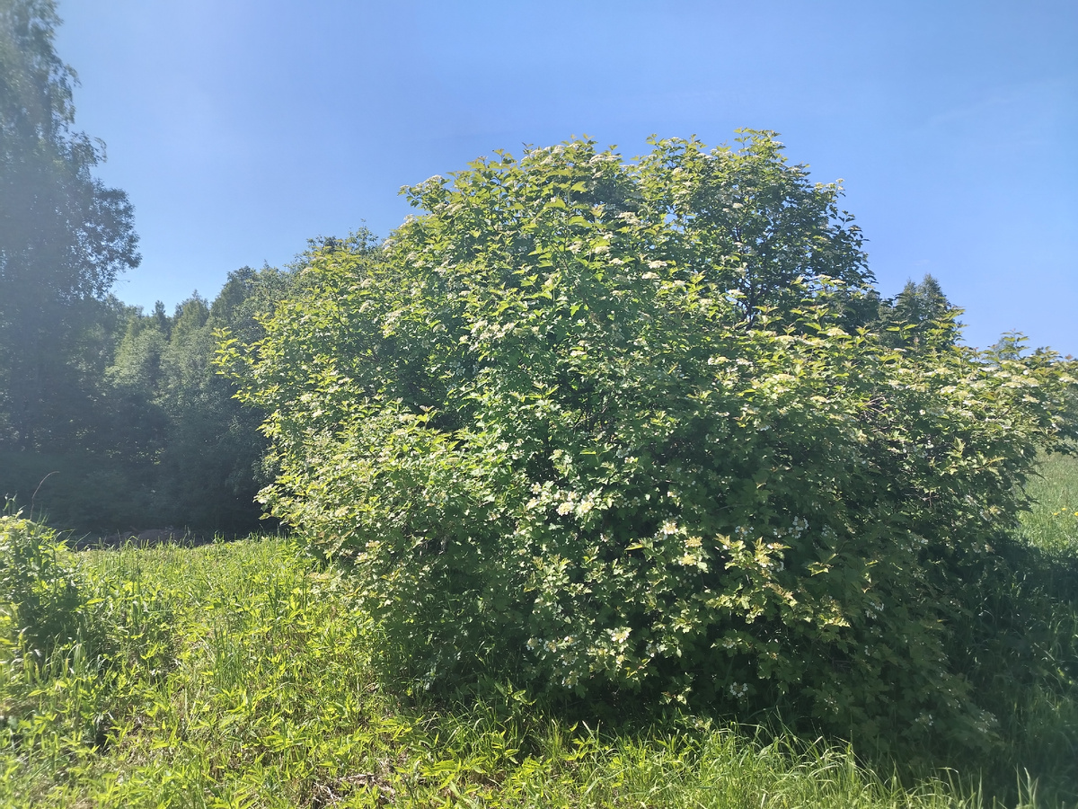 Фото автора. Калина зацветает.