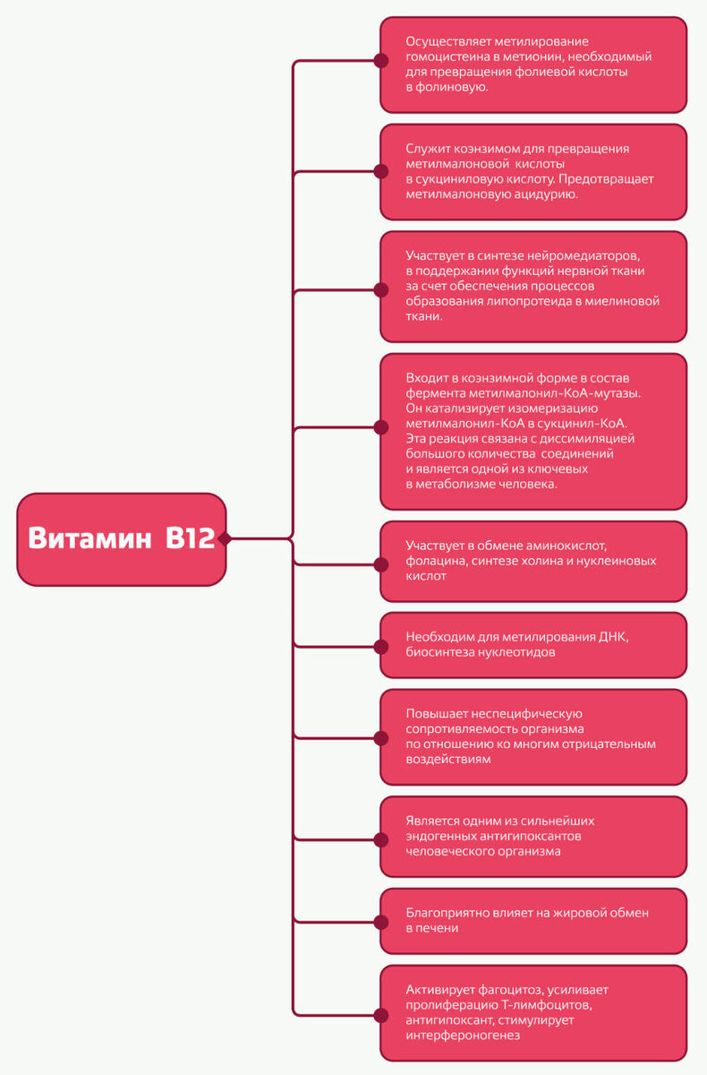 Физиологические и биохимические процессы с участием витамина В12