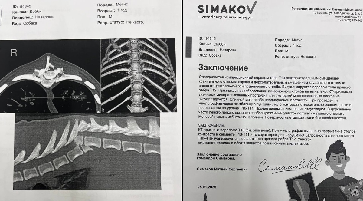 Здоровье Добби: результаты анализов