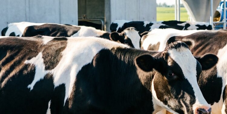    Фото: Медведева Анна, AgroXXI.ru