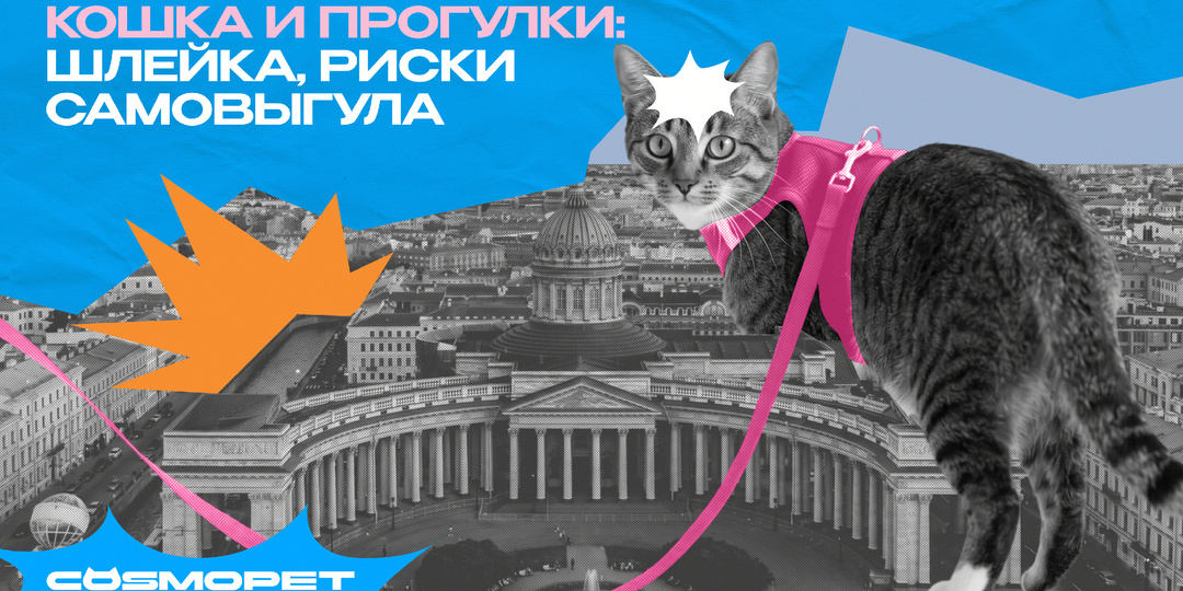 Кошки умеют гулять сами... или всё-таки нет?