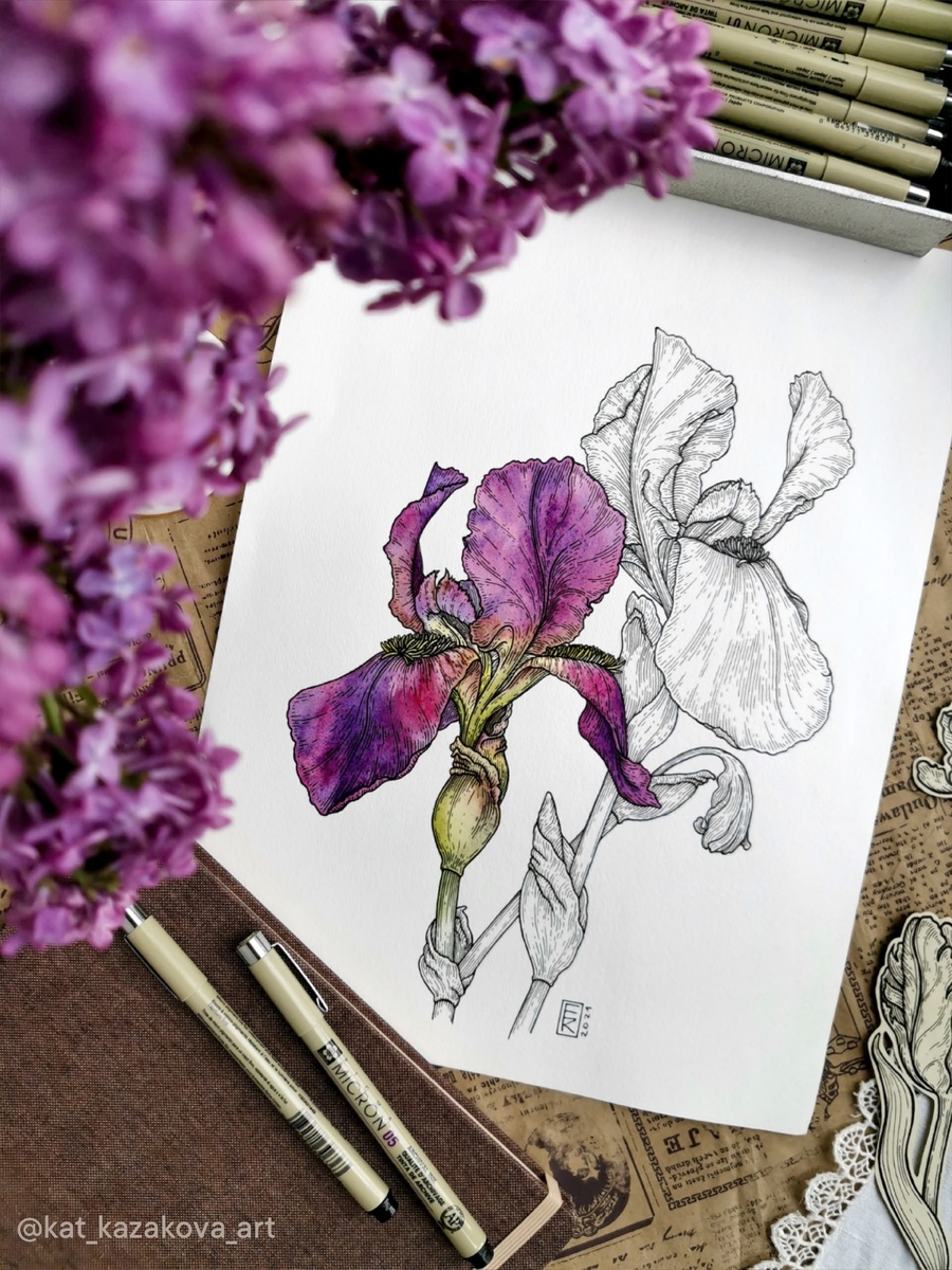 Ирисы. Рисунок линерами и акварелью