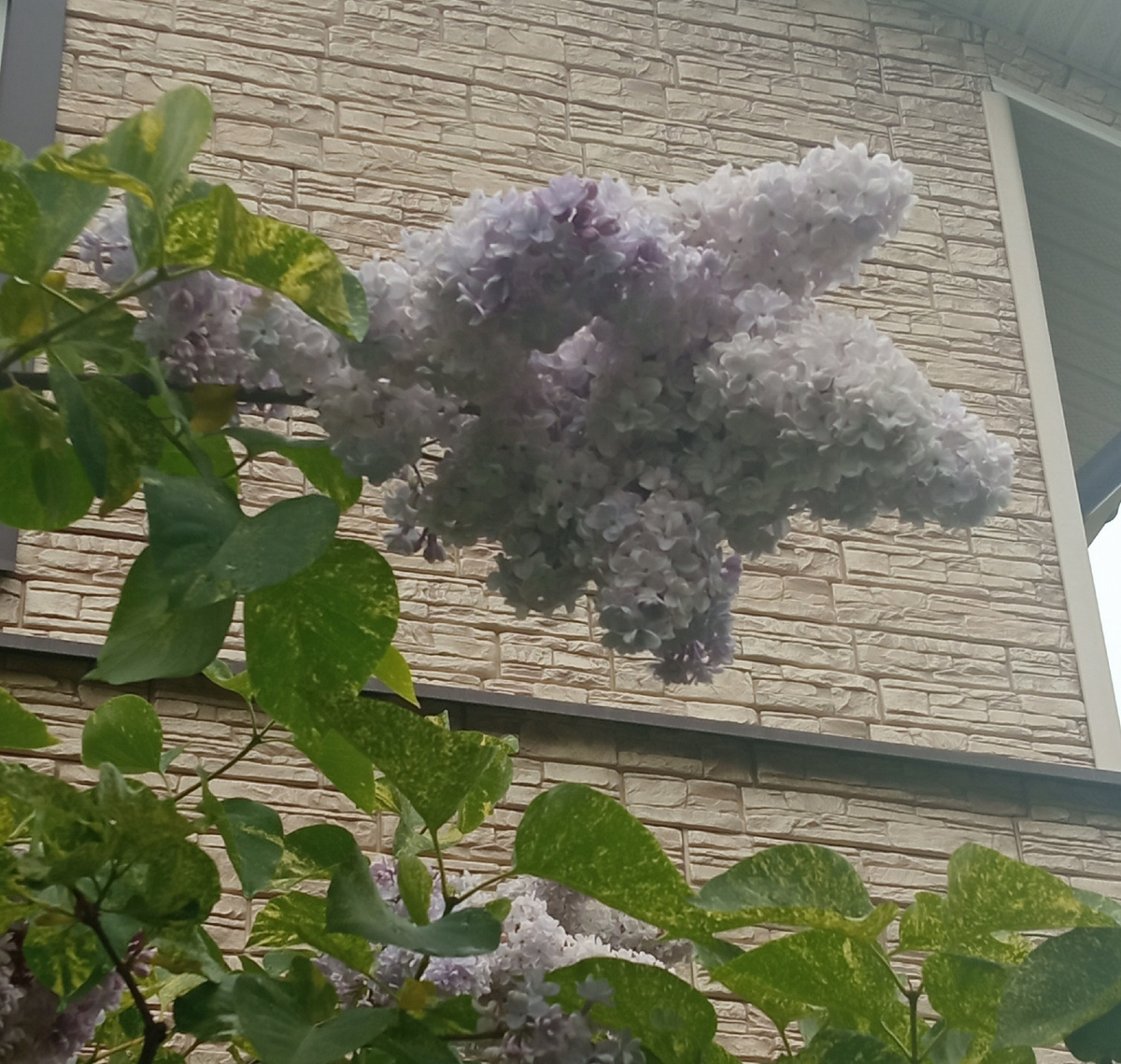 Сирень Aucubaefolia