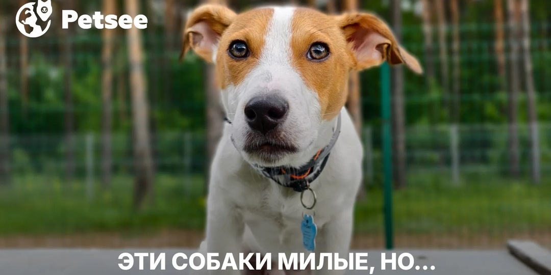 5 очень красивых пород собак с очень непростым характером