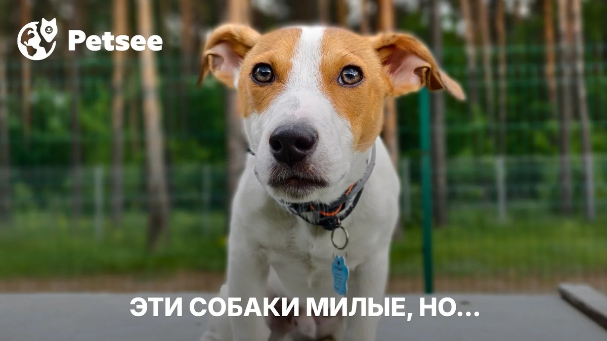 5 очень красивых пород собак с очень непростым характером