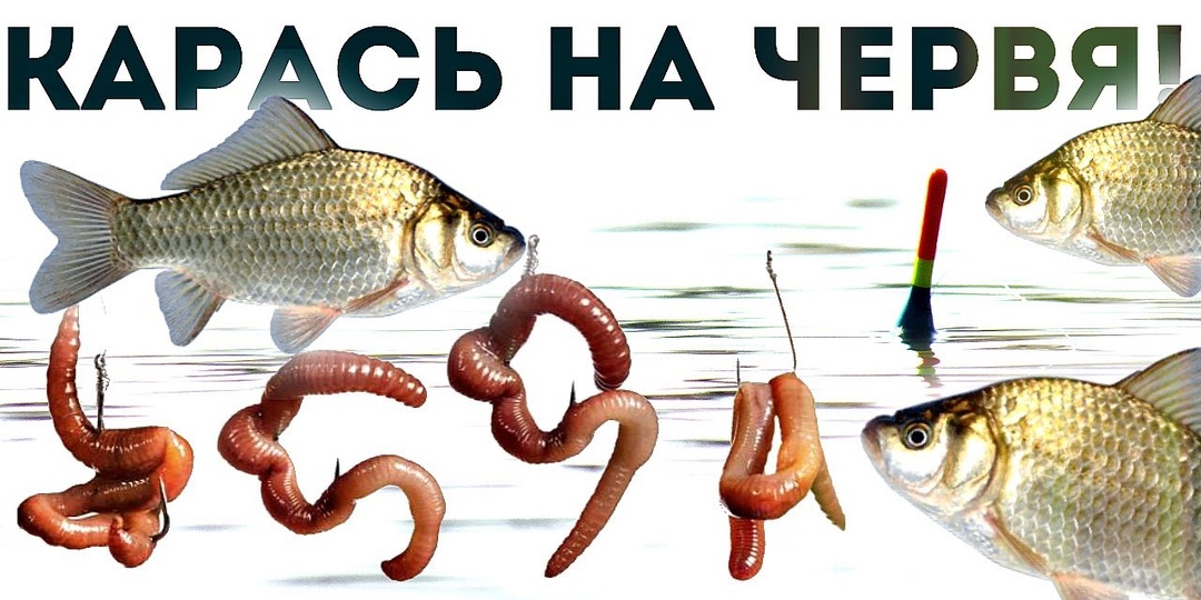 Как правильно насадить червя на крючок для ловли на фидер?