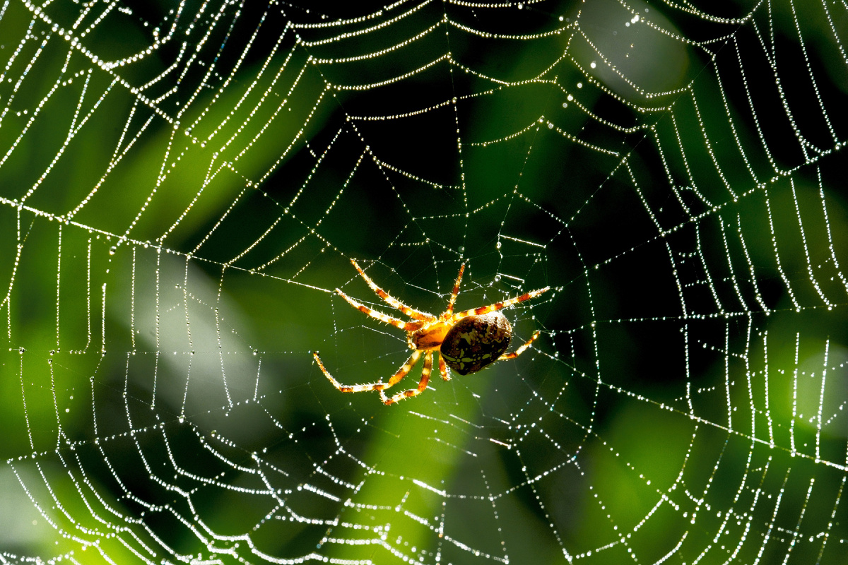 Image by wirestock on Magnific