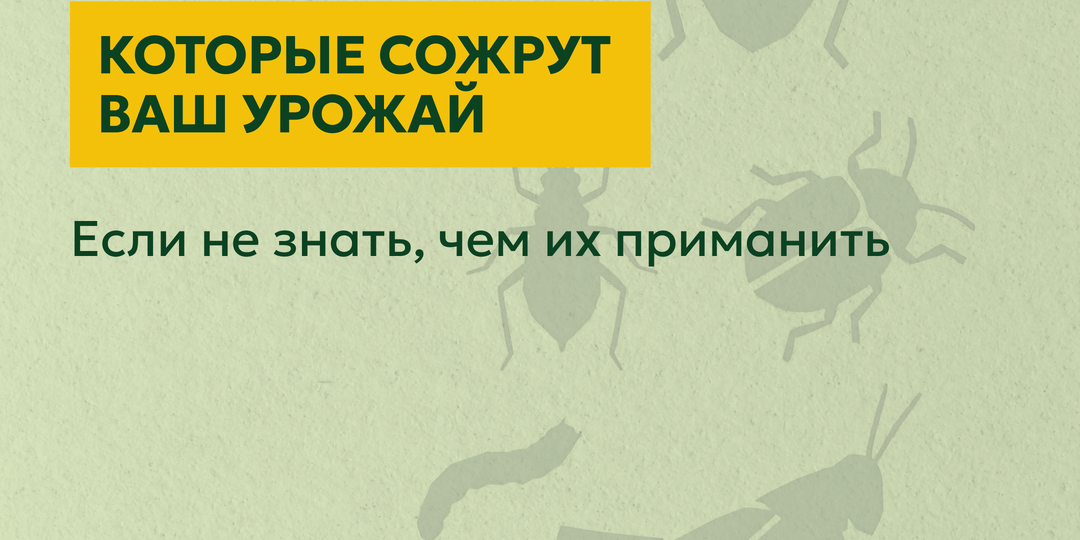 🐛 Вредители в июне: медведка, тля, колорадский жук и бронзовка – кто что любит и как с ними разобраться