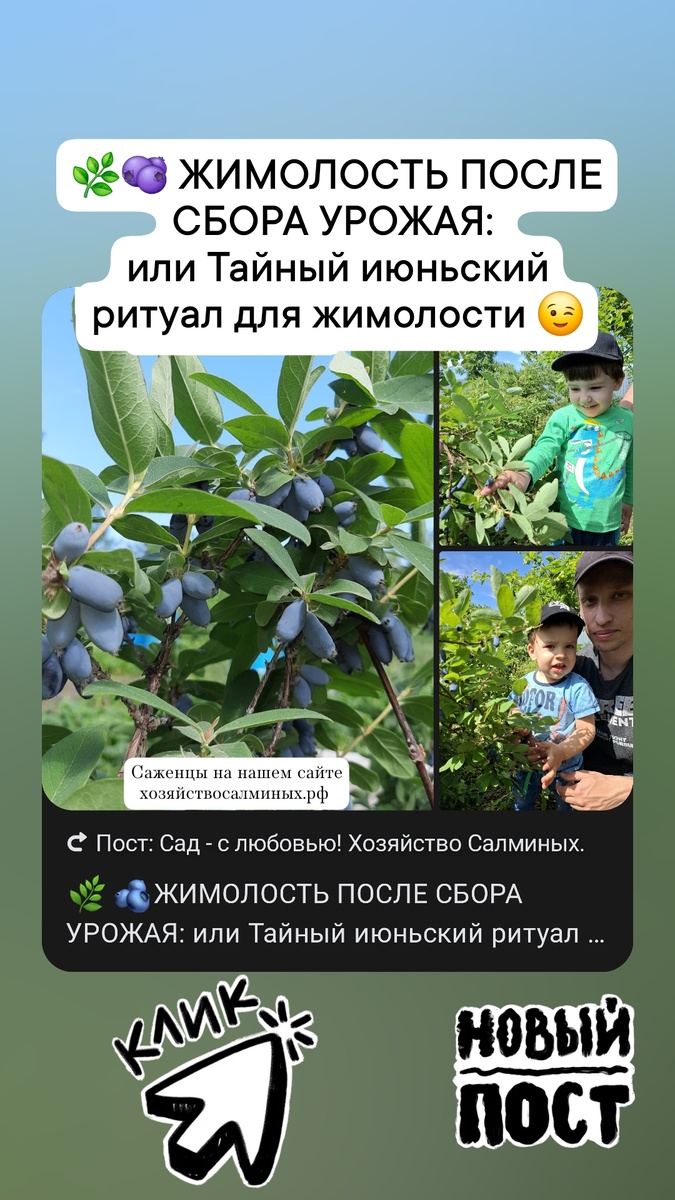 После сбора урожая жимолость требует особого внимания!