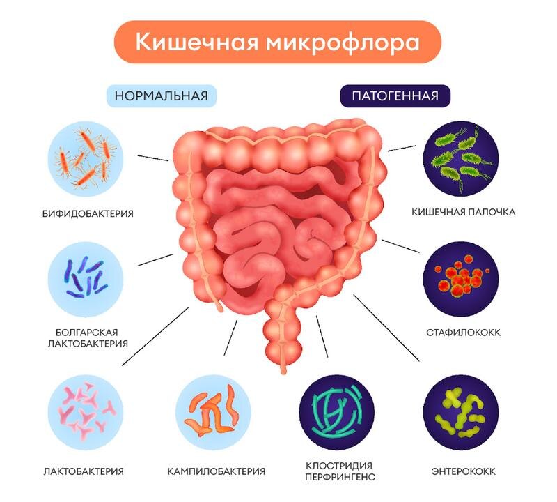 Кишеная миклофлора
