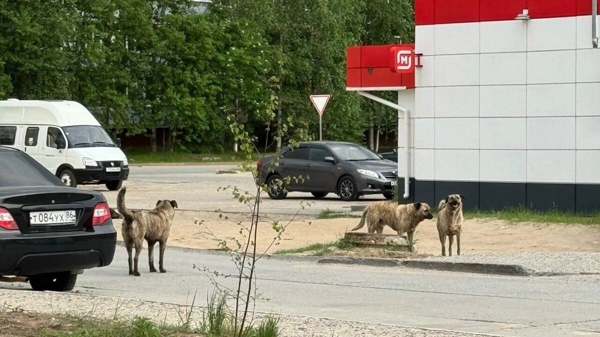   ВК «Типичный Мегион» / https://vk.com/typical_megion?w=wall-852721_1283796