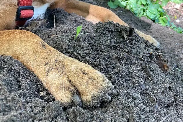    Источник: lenta.ru/ Денис Сорокин