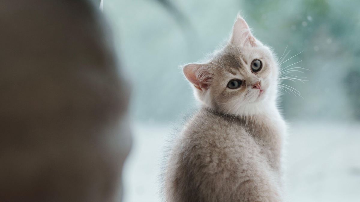    Кошка, конечно, может «обидеться», но это далеко не всегда является причиной странного поведения