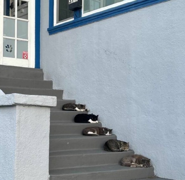 Кошачья иерархия на ступеньках.