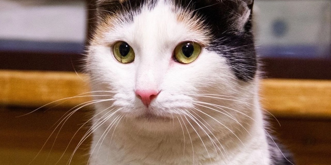 🐈 Соня - умная, необычная, одинокая...