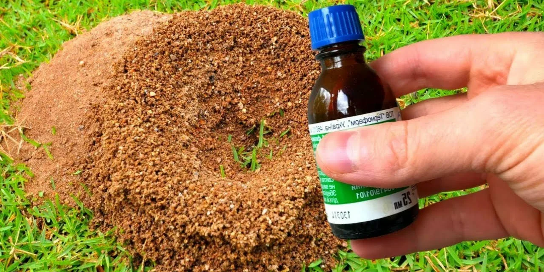 🐜 Муравьи больше не проблема: 5 проверенных народных средств против муравьёв для дачного участка 🐜