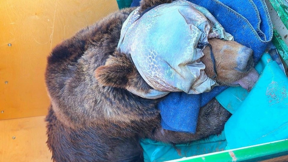 В Смоленской области из рук живодеров спасли израненную медведицу