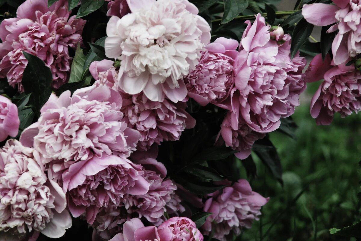 Пионы | © Depositphotos.com / ChillaPalosh2014