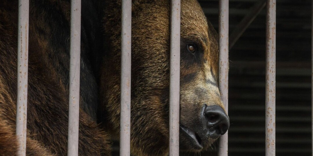 В Приморье медведя посадили на цепь в клетку для тренировки охотничьих псов