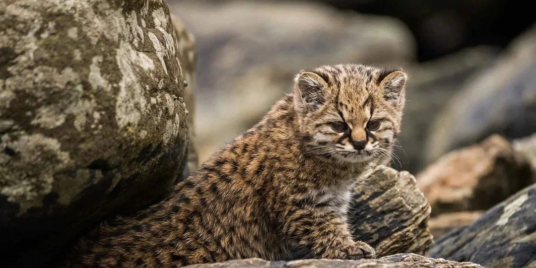 Самые маленькие дикие кошки в мире: миниатюрные хищники, о которых вы почти не слышали