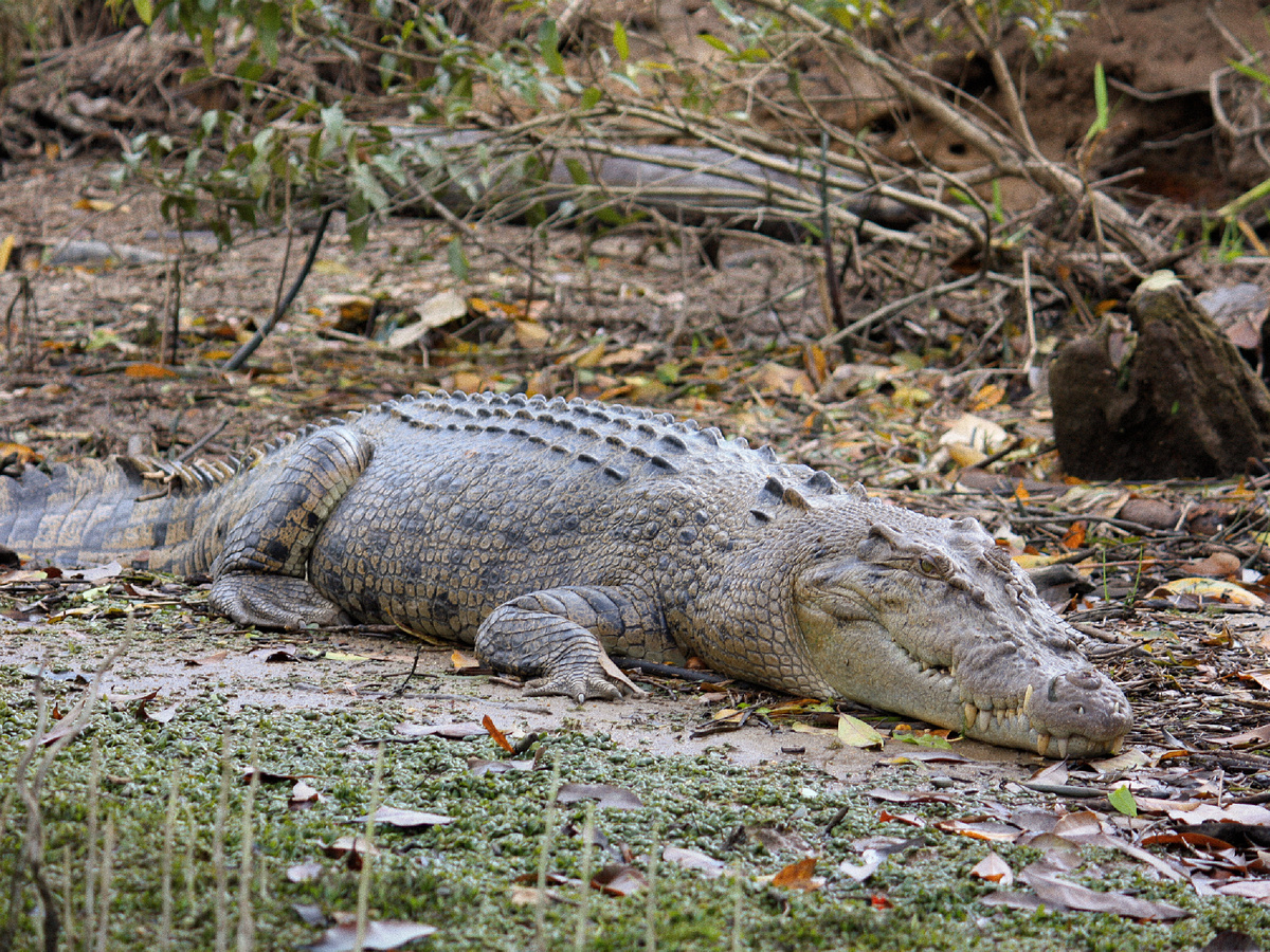 Крокодил. Фотография: jemasmith, CC BY 2.0 