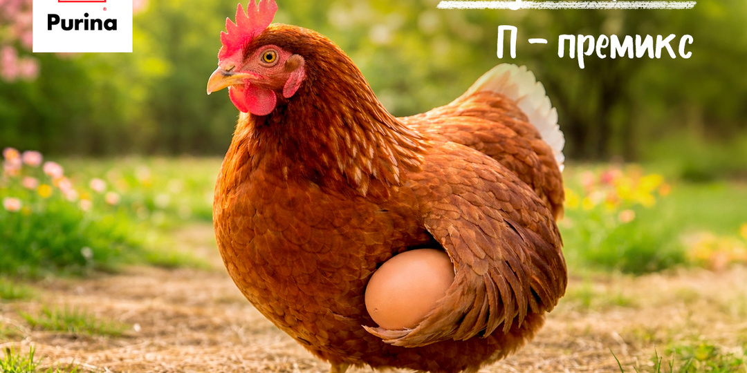 👨‍🏫 Азбука Purina®: П — премикс (подкормка). Что такое премикс, зачем нужен, чем отличается от БВМК