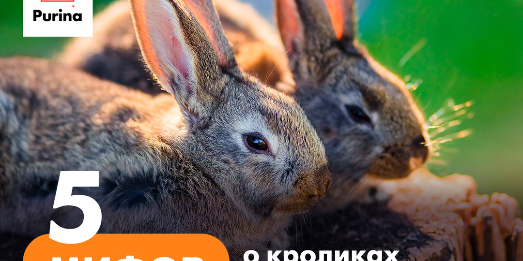 Пять мифов о кроликах в хозяйстве