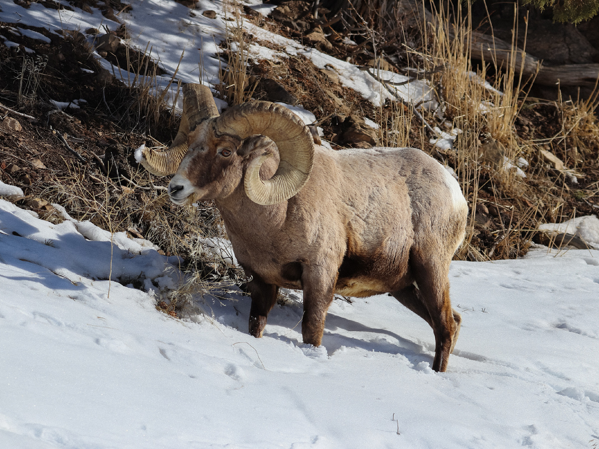 Фотография: YellowstoneNPS, Public domain