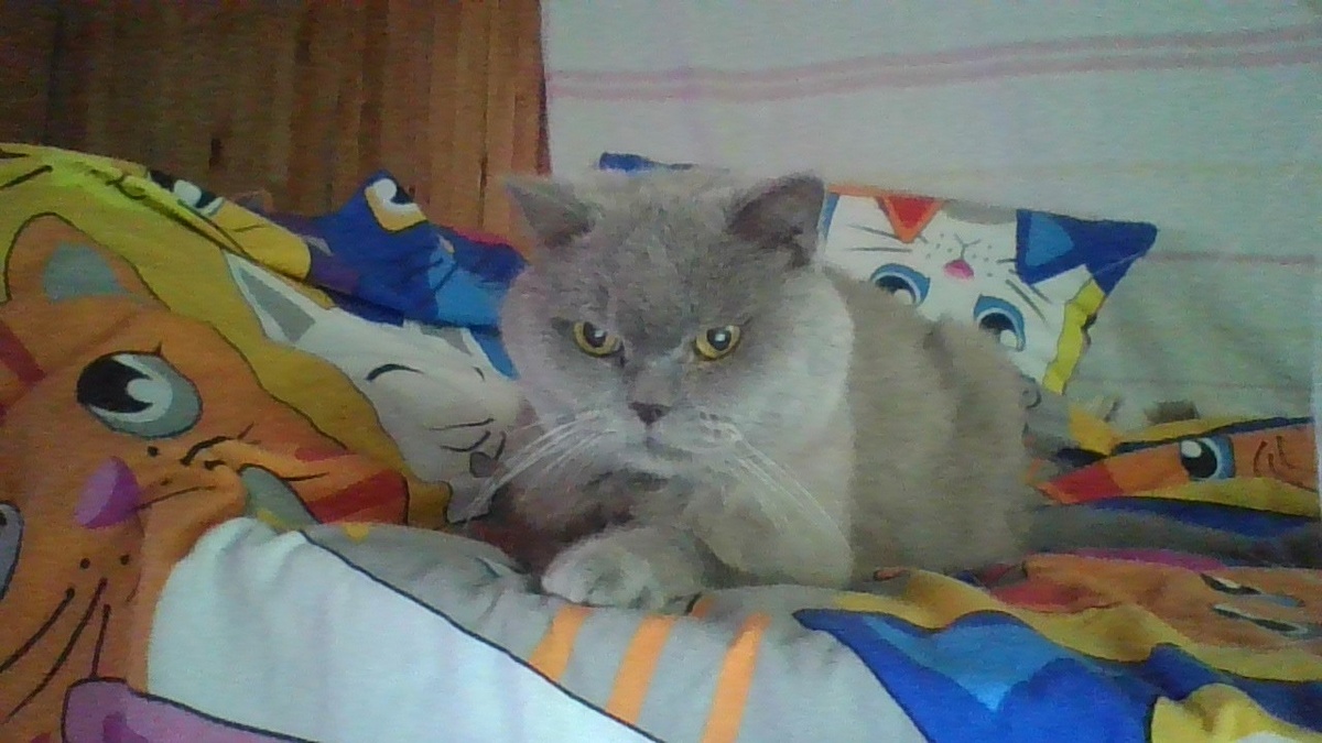 Шерик 🐈‍⬛