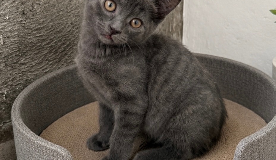 Котёнок Смоки ищет любящую семью🏡