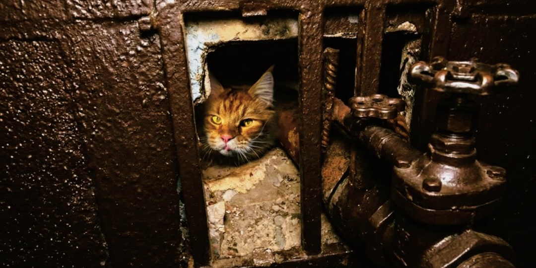 Да пусть хоть все кошки сгинут: кота никто не искал, но он сплотил людей и помог не только себе