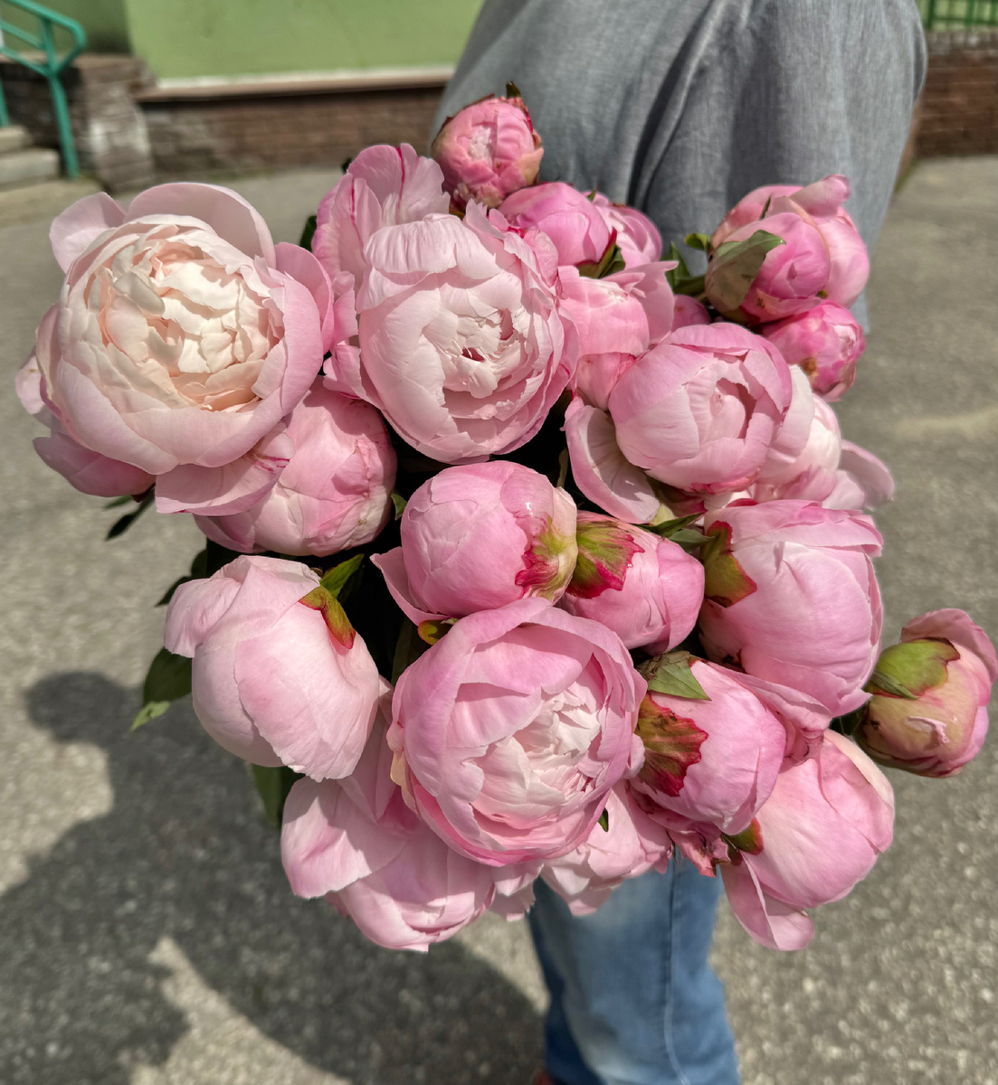 Пионы сорт Гардения Gardenia