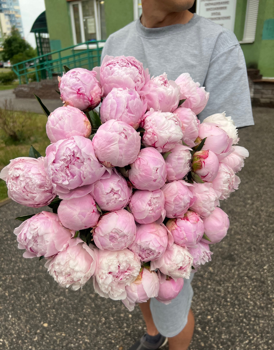 Пионы сорт Сара Бернар Paeonia Sarah Bernhardt