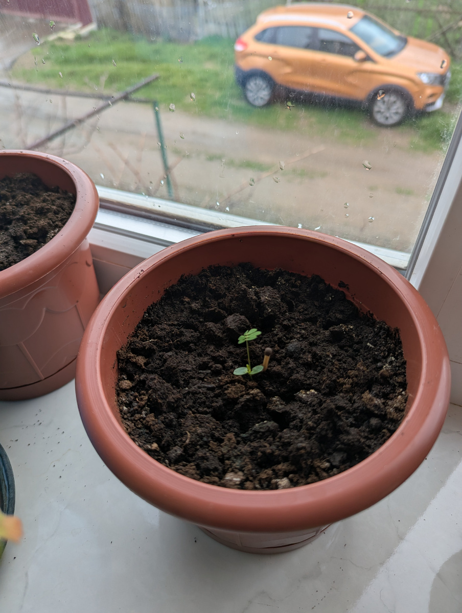 Мимоза стыдливая (Mimosa pudica)