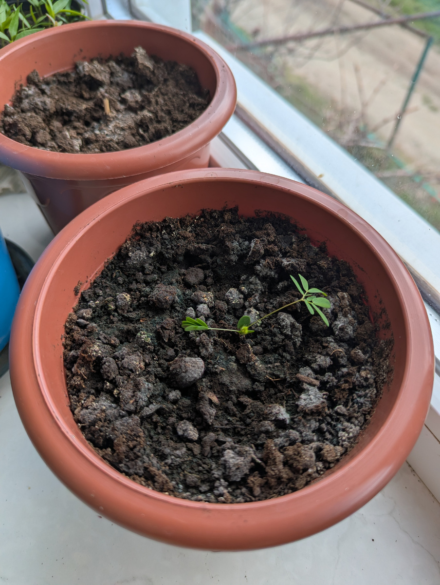 Мимоза стыдливая (Mimosa pudica)