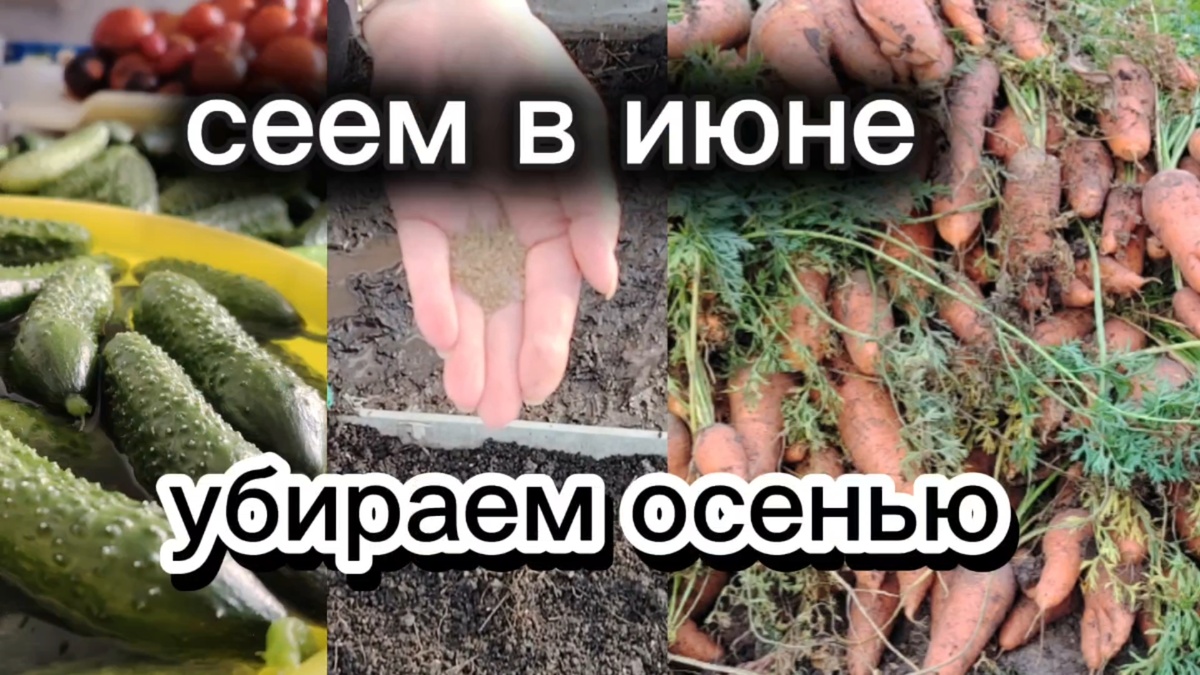 Сеем в июне
