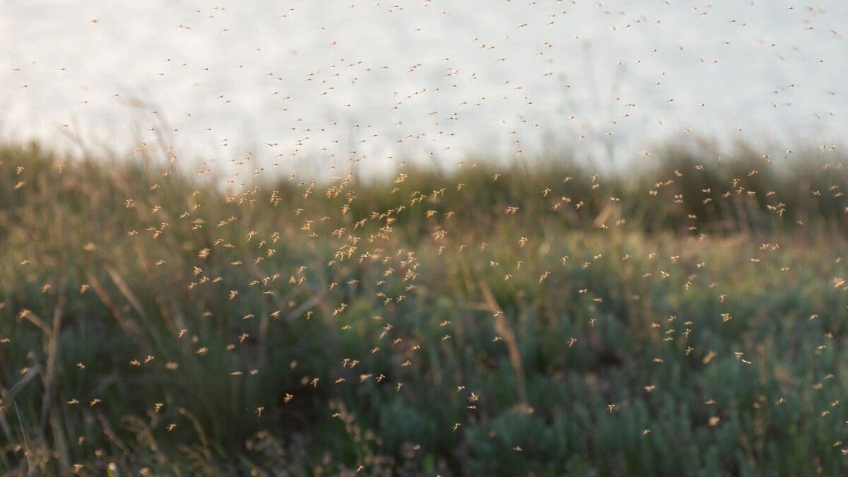    Фото: IhorM/Shutterstock/Fotodom