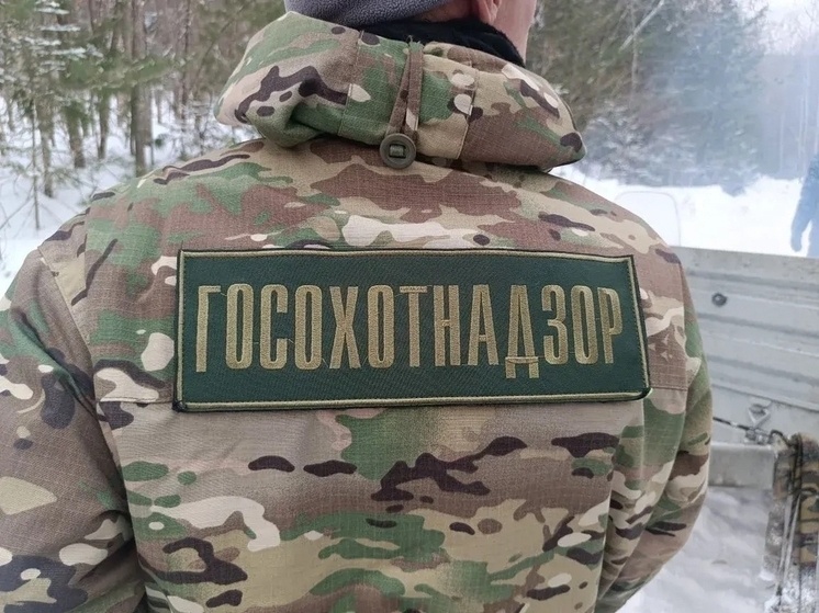     Медведь вблизи Тополево: животное изъято силами служб Хабаровского края. Фото: Екатерина Подпенко