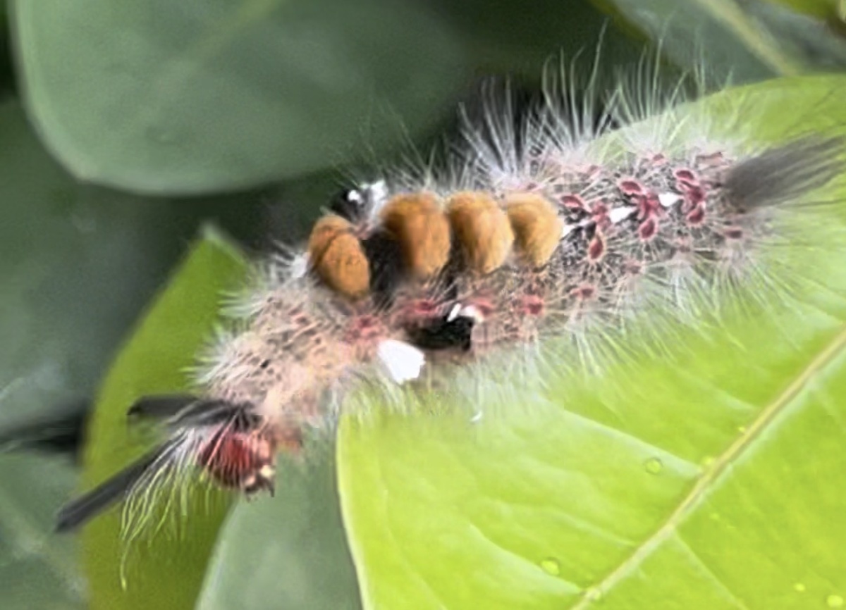 Гусеница какаовой кистехвостки (Cocoa Tussock Moth Caterpillar)