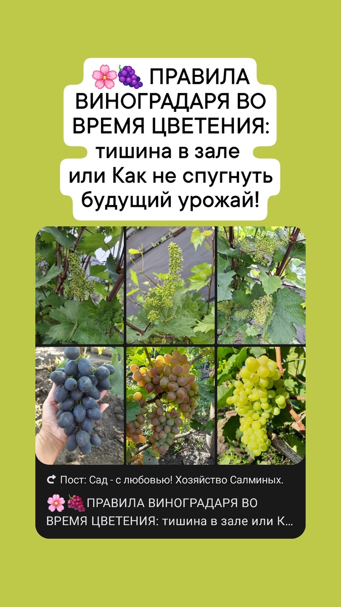 Правила виноградаря во время цветения винограда