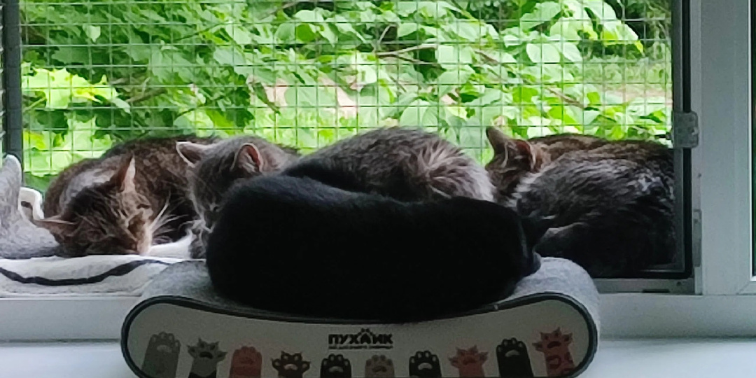 Добрых снов от котов 🐈 🐈‍⬛ 🌚 🌛