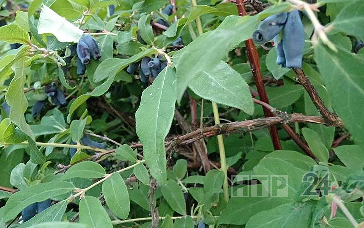 Урожай спелой жимолости — идеальное сырье для варенья, морсов и пикантных соусов