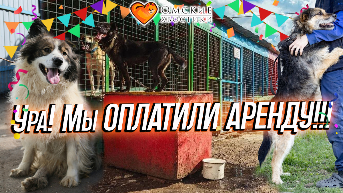 500 наших хвостиков будут в своём доме — в тепле, безопасности, с полными мисками и под надёжной защитой.
