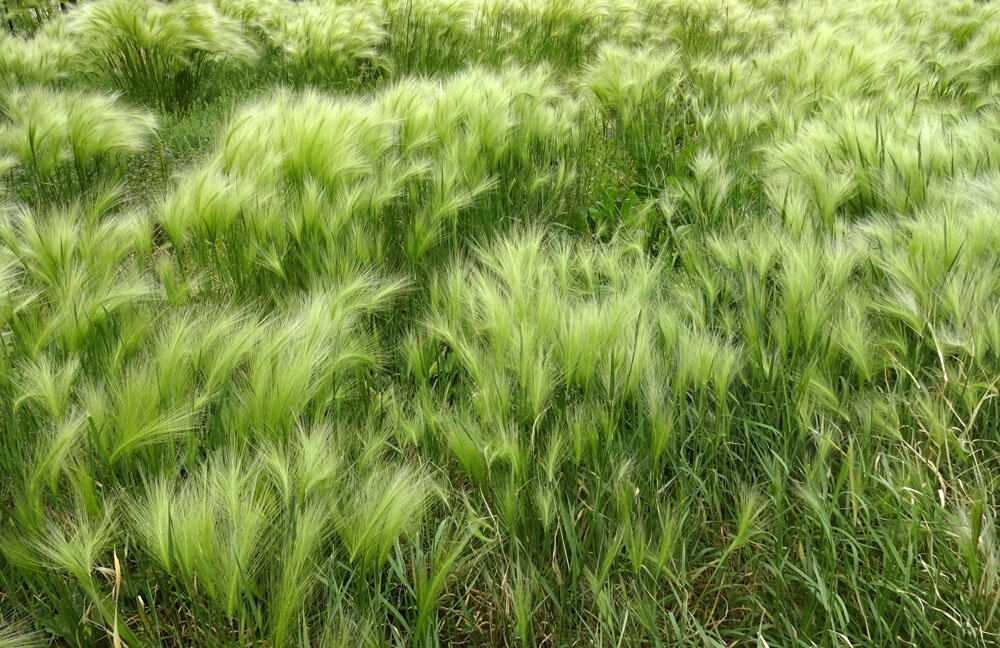 Ковыли...