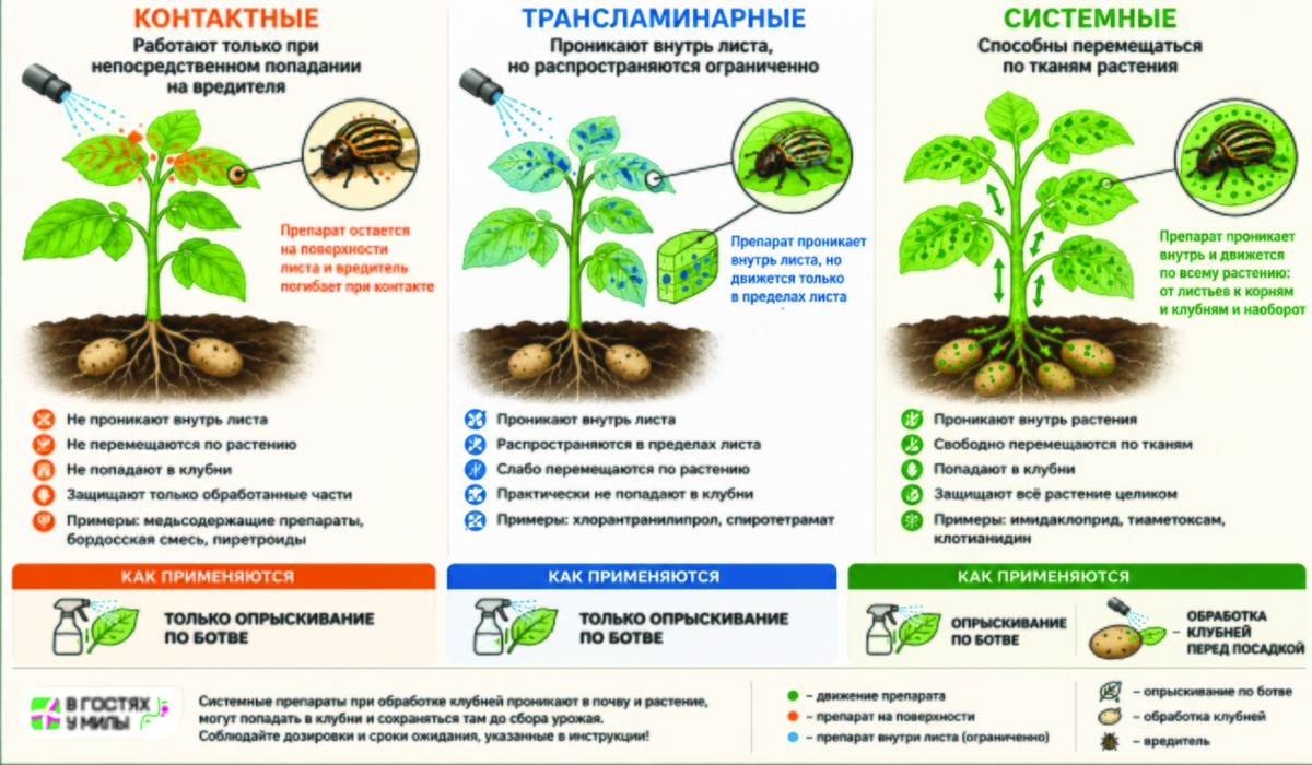 Что опаснее: обработка клубней картофеля или опрыскивание ботвы?