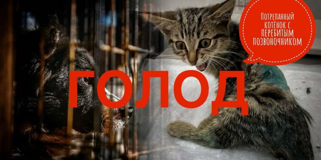 Потрепанный котёнок с перебитым позвоночником и ПУСТЫЕ МИСКИ!