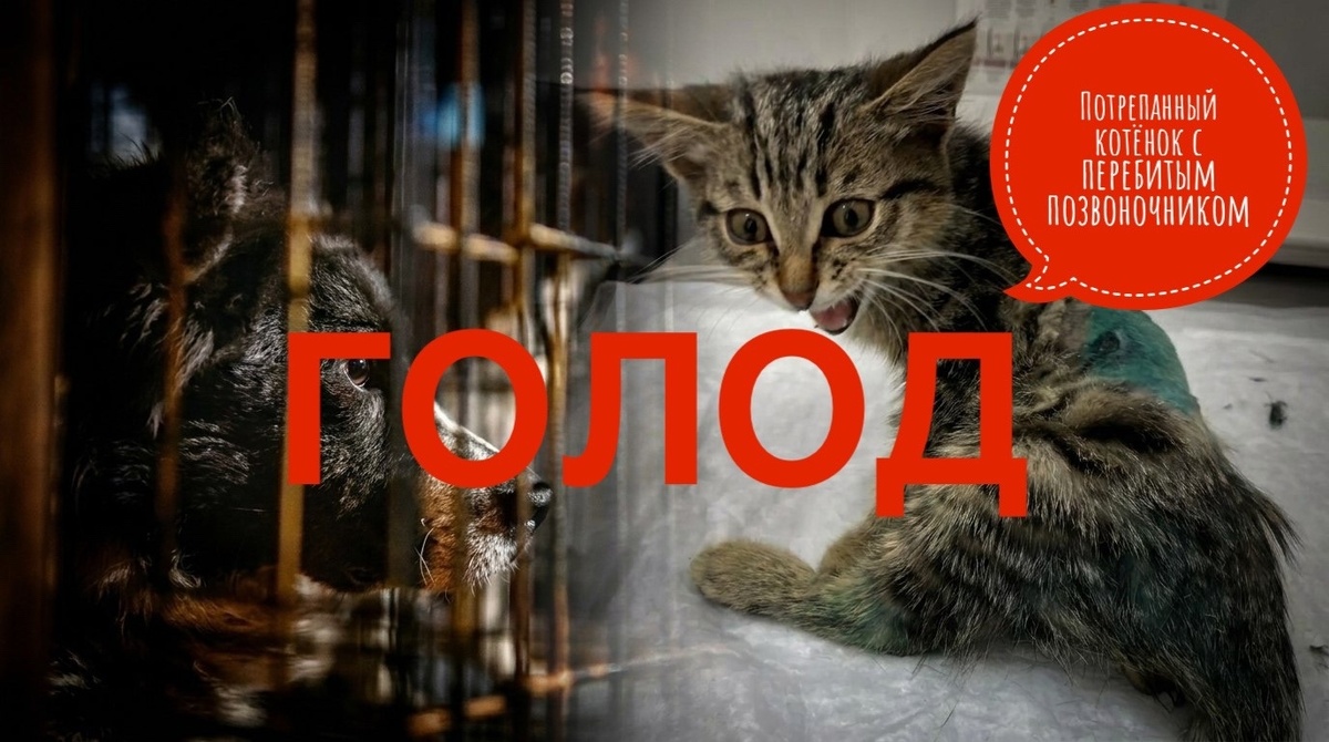 В хосписе НЕТ корма, а котёнок молит о помощи!