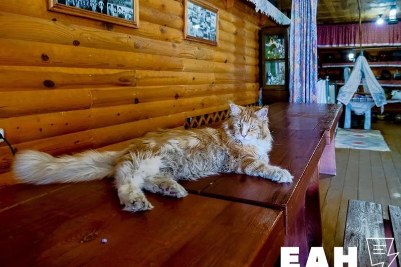    ЕАН. Кот