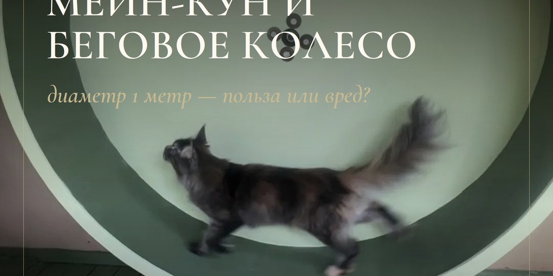 Беговое колесо для мейн-куна