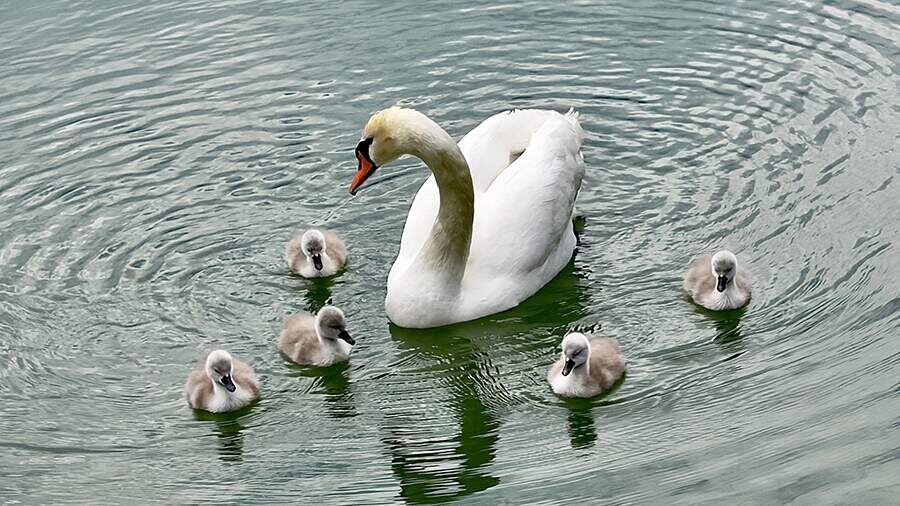    Фото: vk.com/children_park